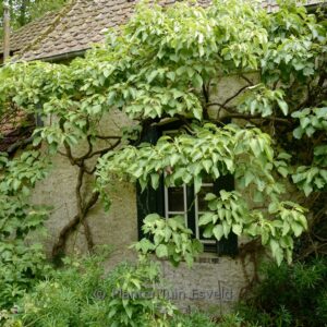 Schizophragma integrifolium