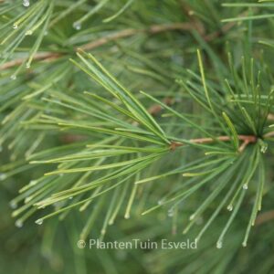 Sciadopitys verticillata