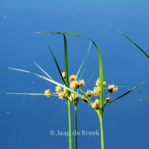 Scirpoides holoschoenus