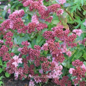 Sedum 'Abbey Dore'