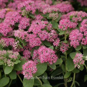 Sedum 'Carl'
