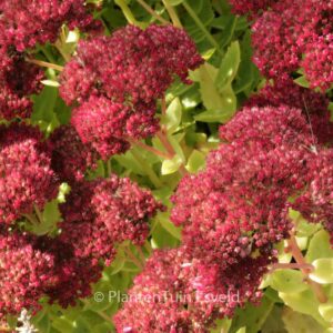 Sedum 'Indian Chief'