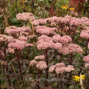 Sedum 'Matrona'