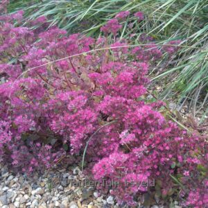 Sedum 'Robustum'