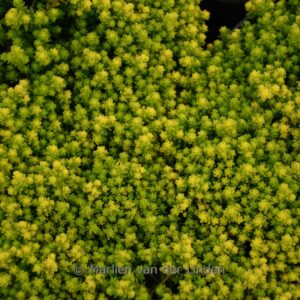 Sedum acre 'Yellow Queen'