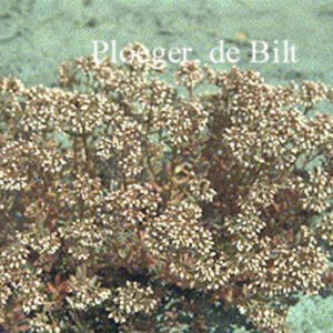 Sedum album 'Murale'