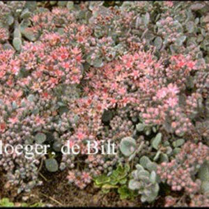 Sedum cyaneum 'Sachalin'