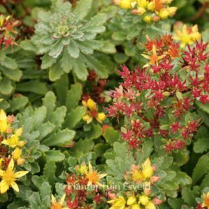 Sedum floriferum 'Weihenstephaner Gold'