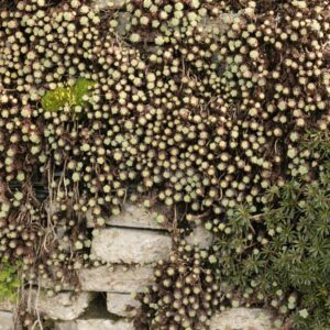 Sedum pachyclados