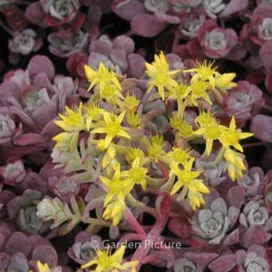 Sedum spathulifolium 'Purpureum'