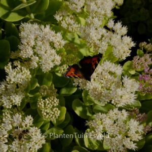 Sedum spectabile 'Iceberg'