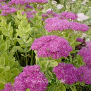 Sedum spectabile 'Meteor'