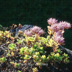 Sedum telephium