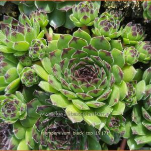 Sempervivum 'Black Top'