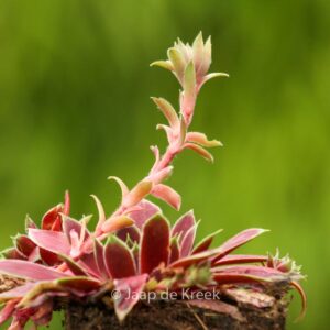 Sempervivum 'Lipari'