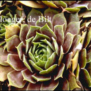 Sempervivum 'Othello'