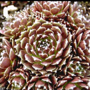 Sempervivum 'Silberkarneol'