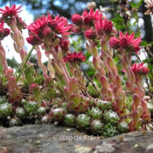 Sempervivum arachnoideum