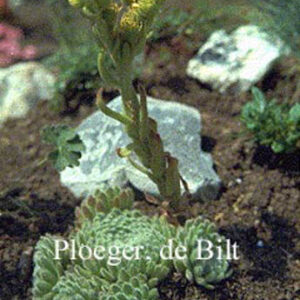 Sempervivum ciliosum var. borisii