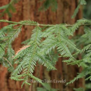 Sequoia sempervirens