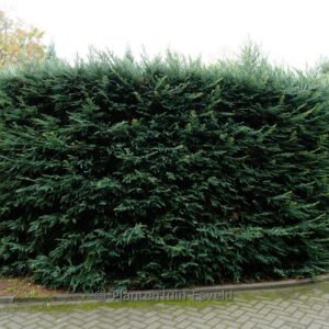 Sequoia sempervirens 'Adpressa'