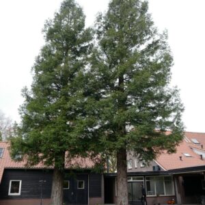 Sequoia sempervirens 'Martin'