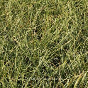 Sesleria heufleriana