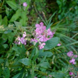 Silene dioica 'Minikin'