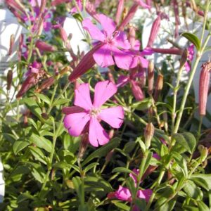 Silene schafta