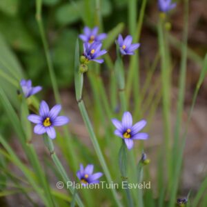 Sisyrinchium angustifolium