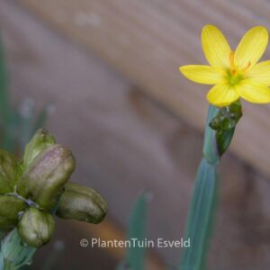 Sisyrinchium californicum