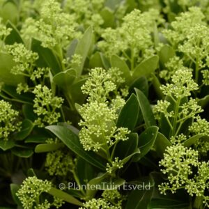 Skimmia japonica 'Finchy'