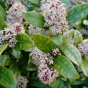 Skimmia japonica 'Rubella'