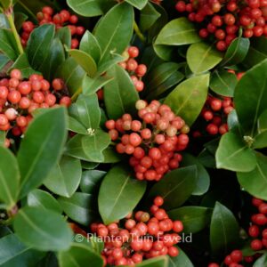 Skimmia japonica 'Temptation'