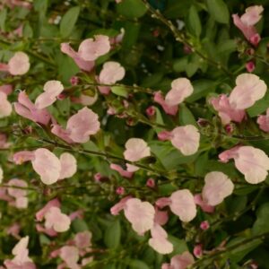 Slavia jamensis 'Kolmarigra' (Magical Rio Grande)