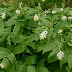 Smilacina japonica