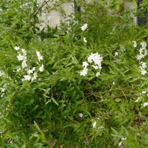 Solanum jasminioides 'Albiflorum'