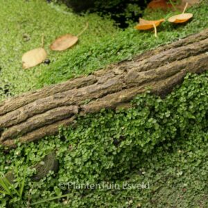 Soleirolia soleirolii