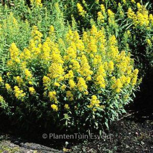 Solidago 'Ducky'