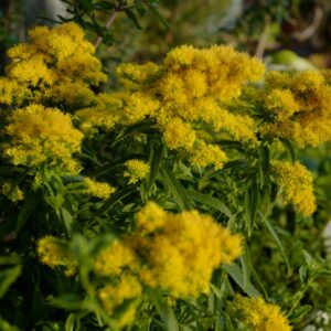 Solidago 'Golden Dwarf'