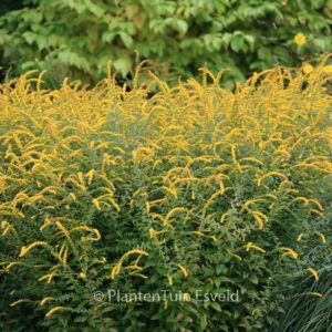 Solidago rugosa 'Fireworks'
