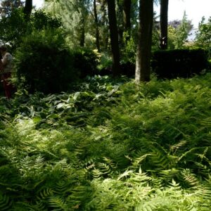 Sorbaria sorbifolia 'Sem'