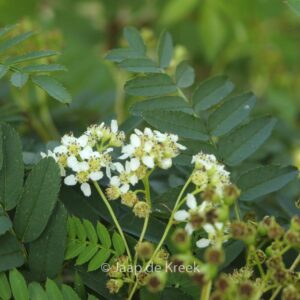 Sorbus 'White Magic'