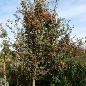 Sorbus alnifolia 'Red Bird'