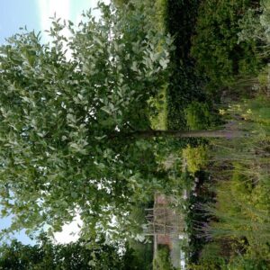 Sorbus aria 'Lutescens'