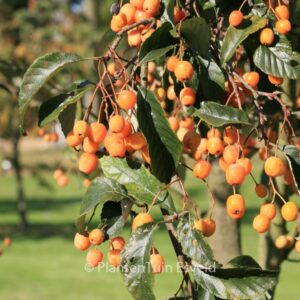 Sorbus folgneri 'Lemon Drop'