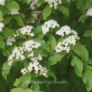 Sorbus meliosmifolia