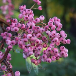 Sorbus pseudovilmorinii