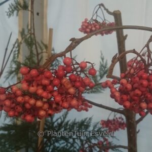 Sorbus rockii 'Pink Pearl'