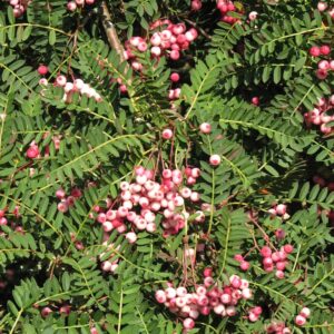Sorbus vilmorinii
